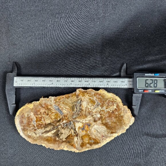 Petrified Wood Slab - Picture 6 of 8